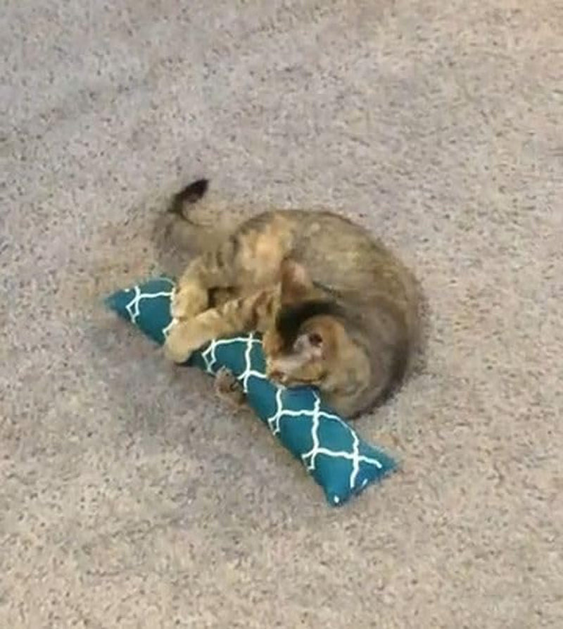 15" Catnip Cat Kicker Toys/Kitty Kick Sticks/Cat-Nip Kick Sticks (Green) (Kickers Filled with 1 Oz Premium Canadian Catnip)