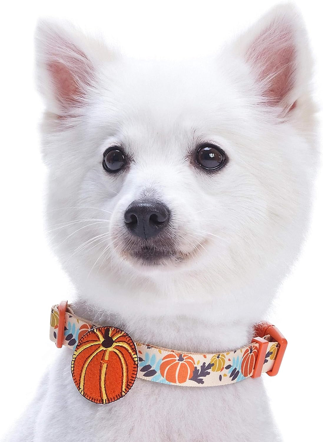 Thanksgiving Dog Collar - Adjustable Fall Pumpkin Puppy Collar for Small Dogs, Medium 14.5"-20" - Perfect for Holiday Enthusiasts & Family Photos - Seasonal Dog Collars